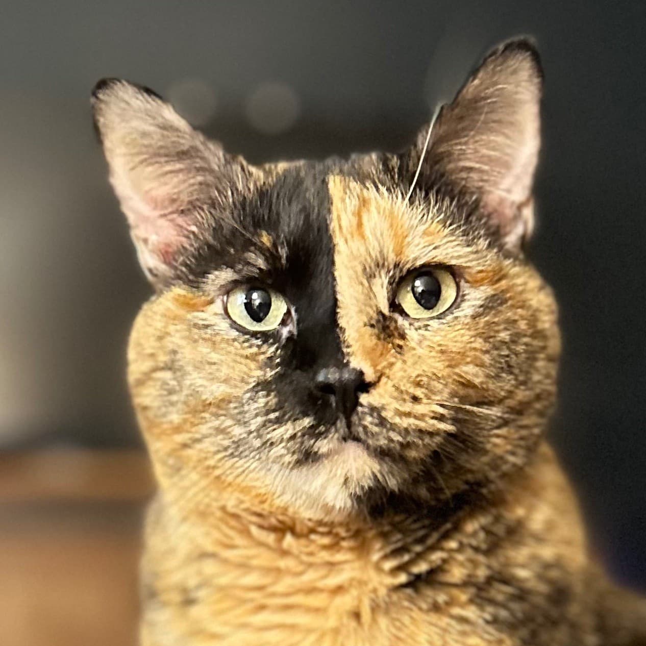 Profile