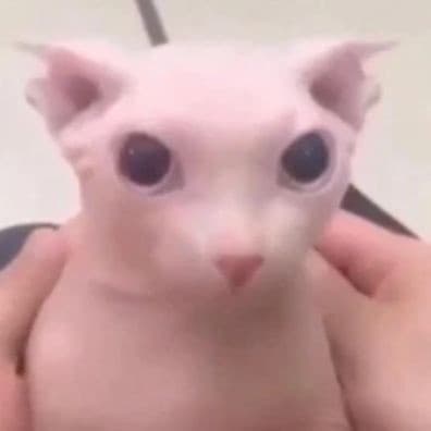 Bingus Bingus