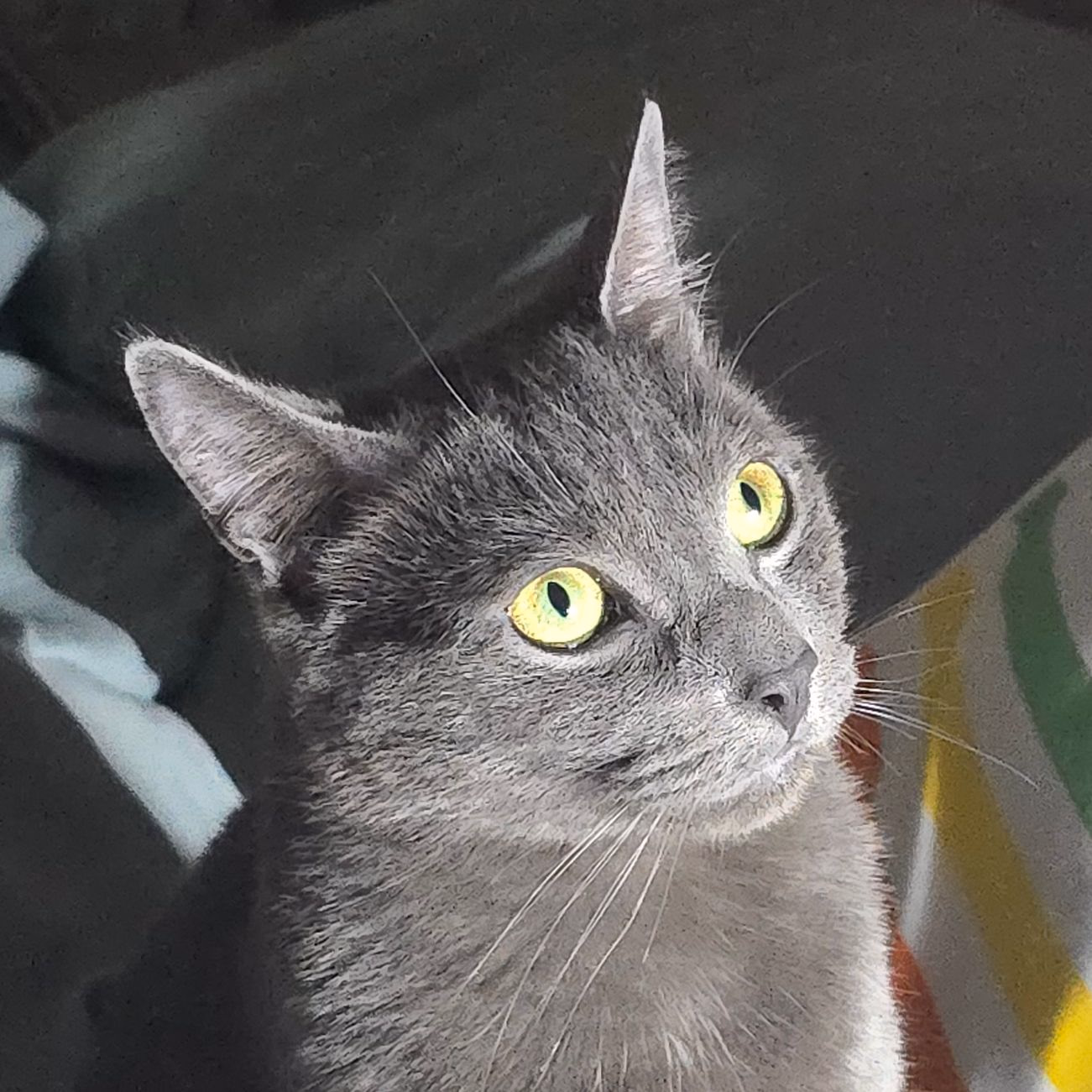 Profile